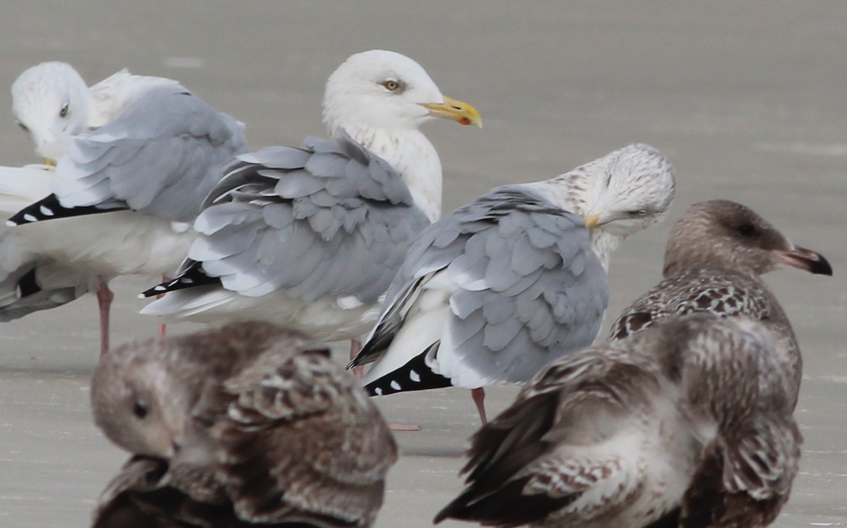 Herring Gull (American) - Gary Leavens