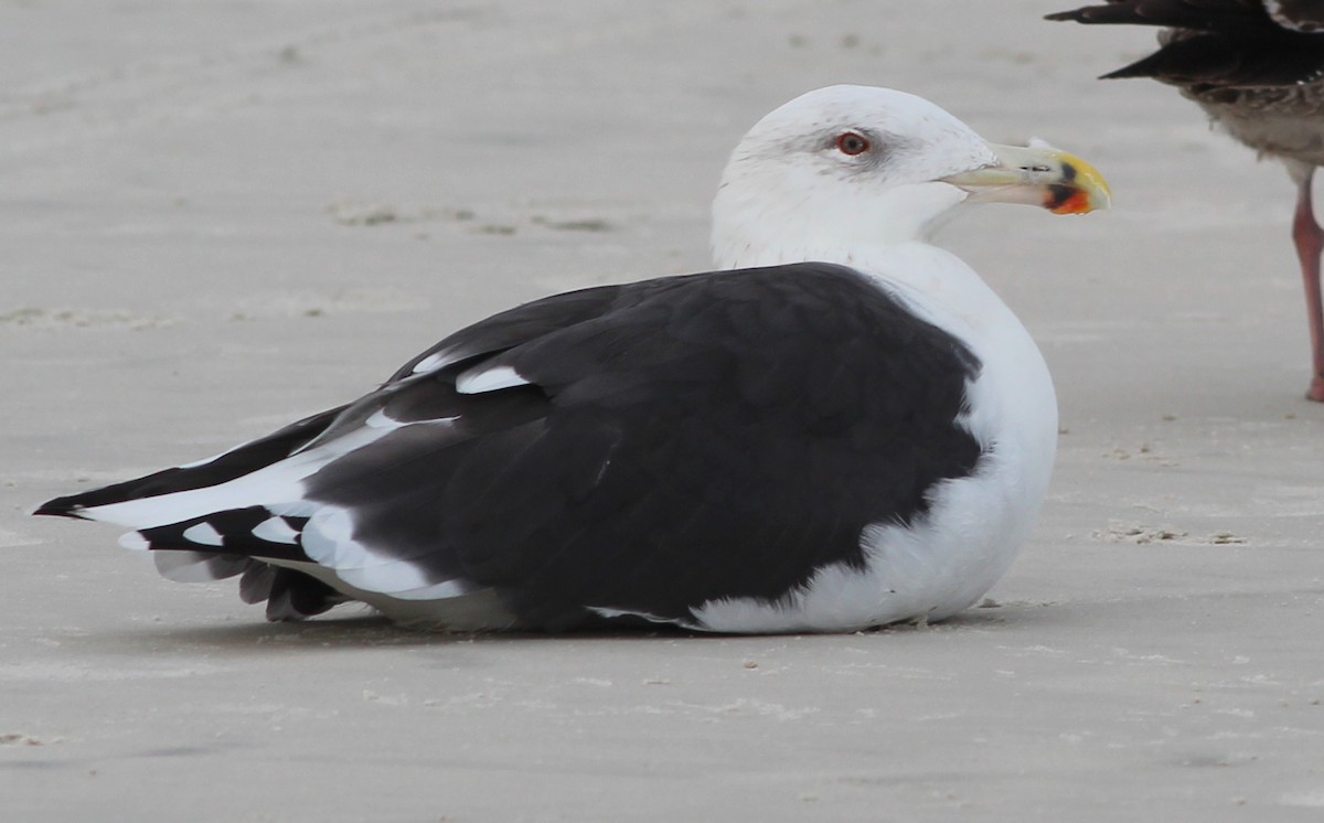 Great Black-backed Gull - ML250383841