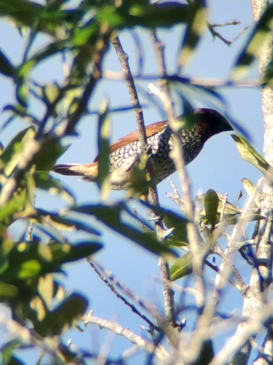 Scaly-breasted Munia - ML250384461