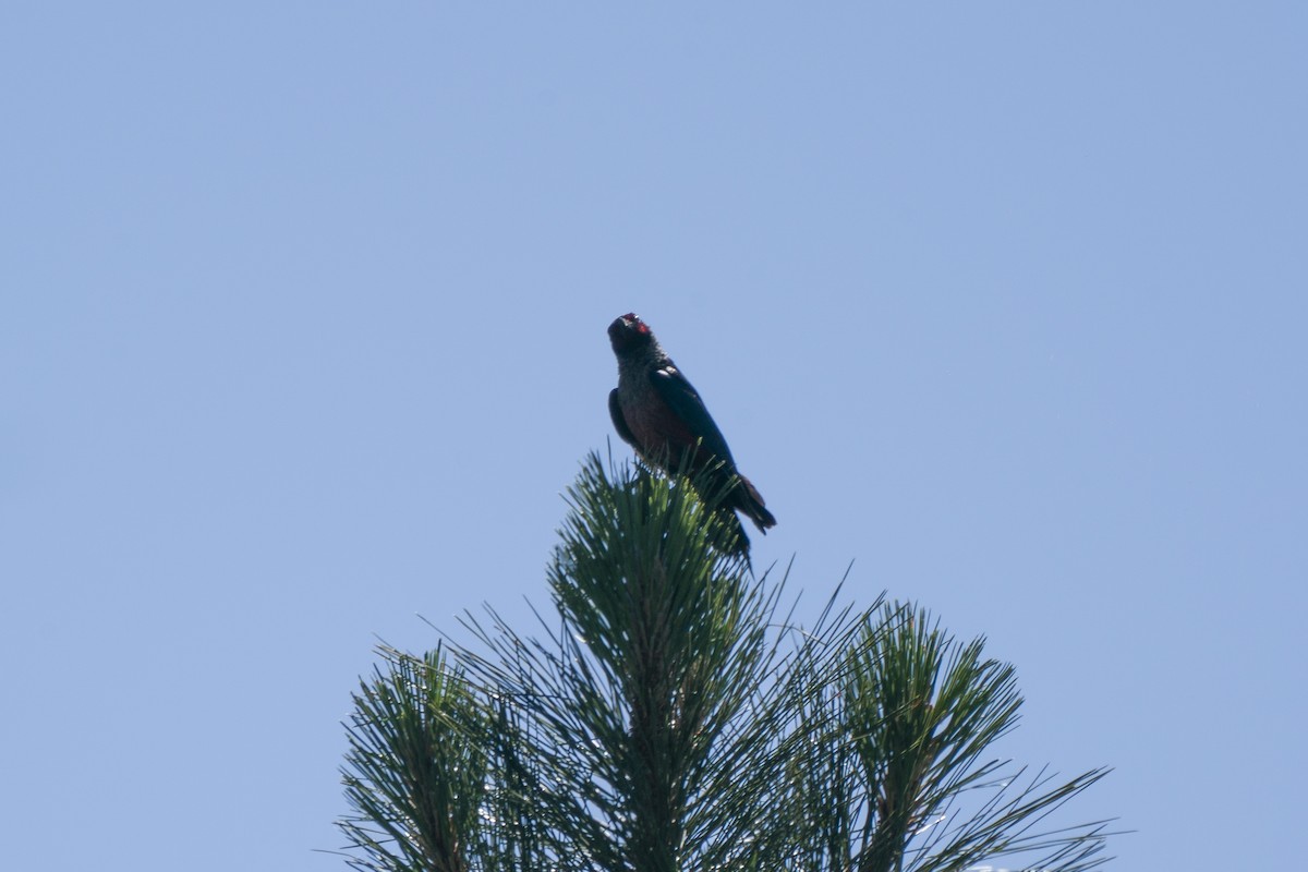 Lewis's Woodpecker - ML250384621