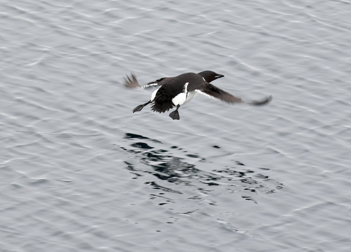 Thick-billed Murre - ML250384931