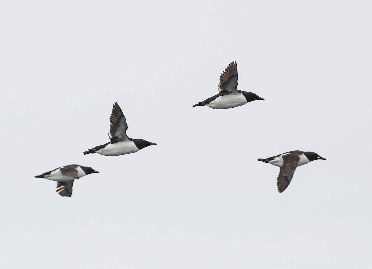 Thick-billed Murre - ML250385041