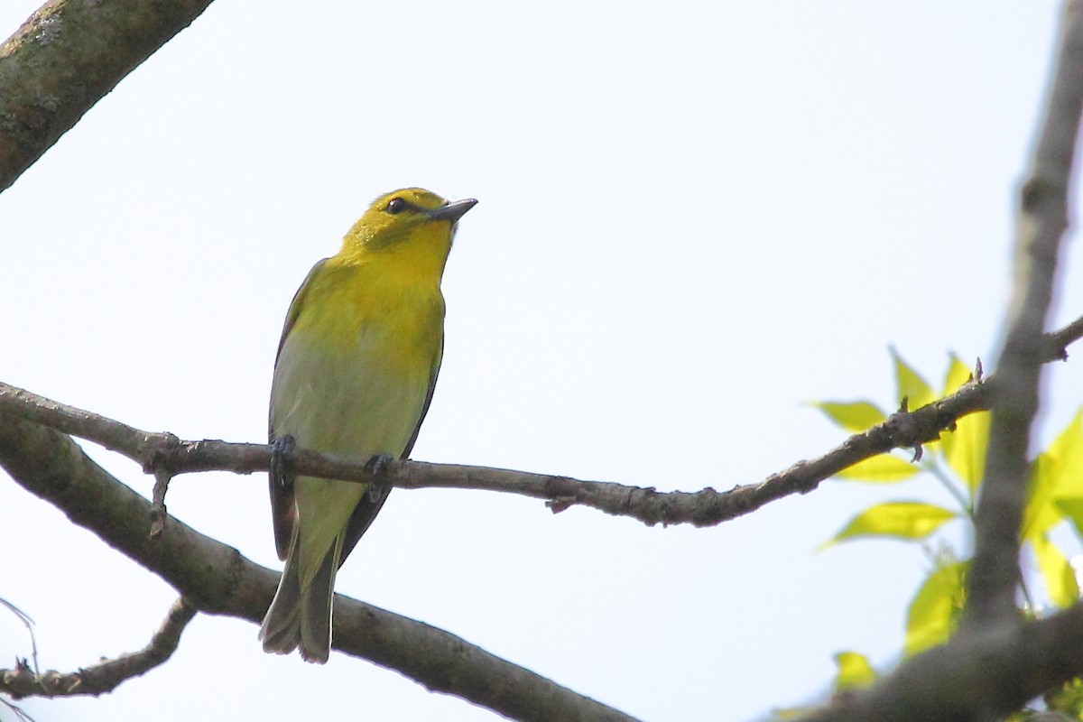 Yellow-throated Vireo - ML25038541
