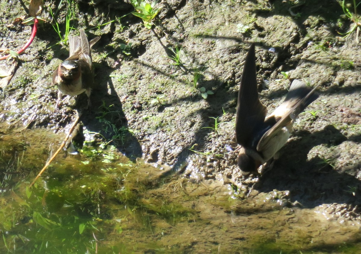 Cliff Swallow - Char Corkran