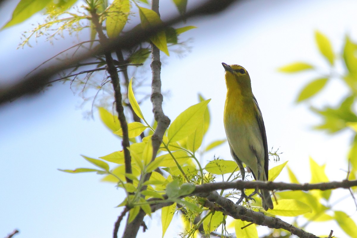 Yellow-throated Vireo - ML25038551