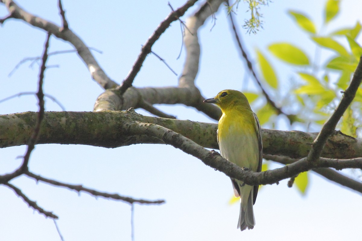 Yellow-throated Vireo - ML25038561