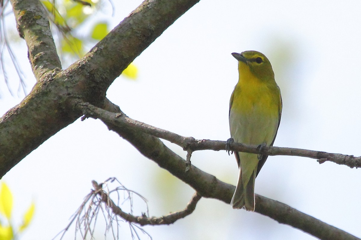 Yellow-throated Vireo - ML25038571