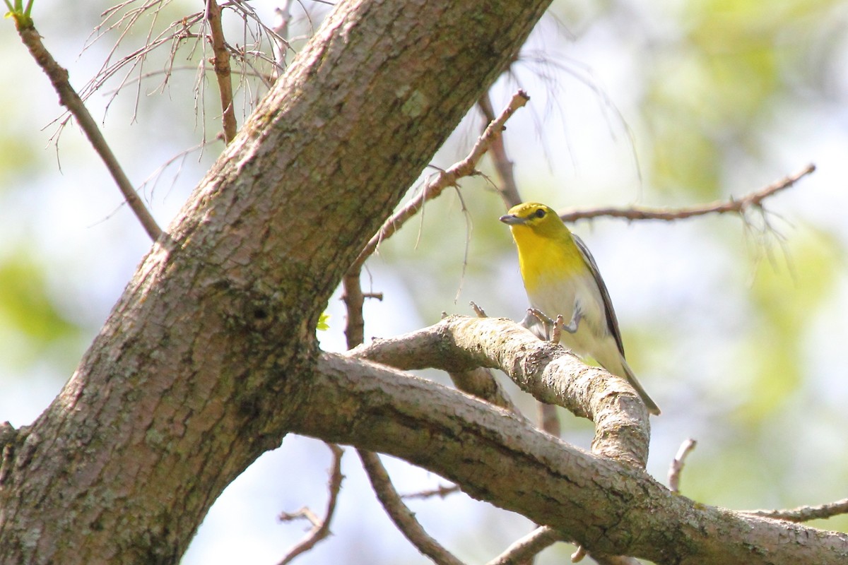 Yellow-throated Vireo - ML25038581