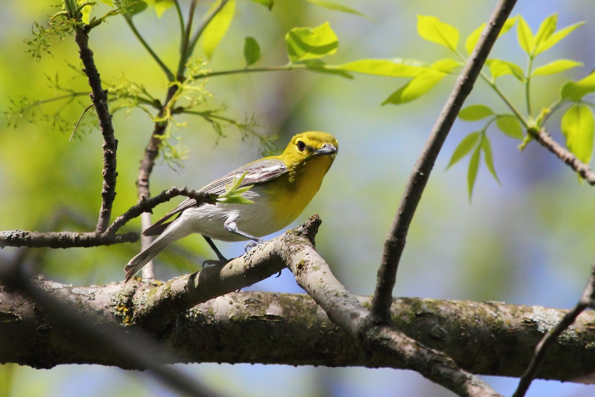 Yellow-throated Vireo - ML25038591