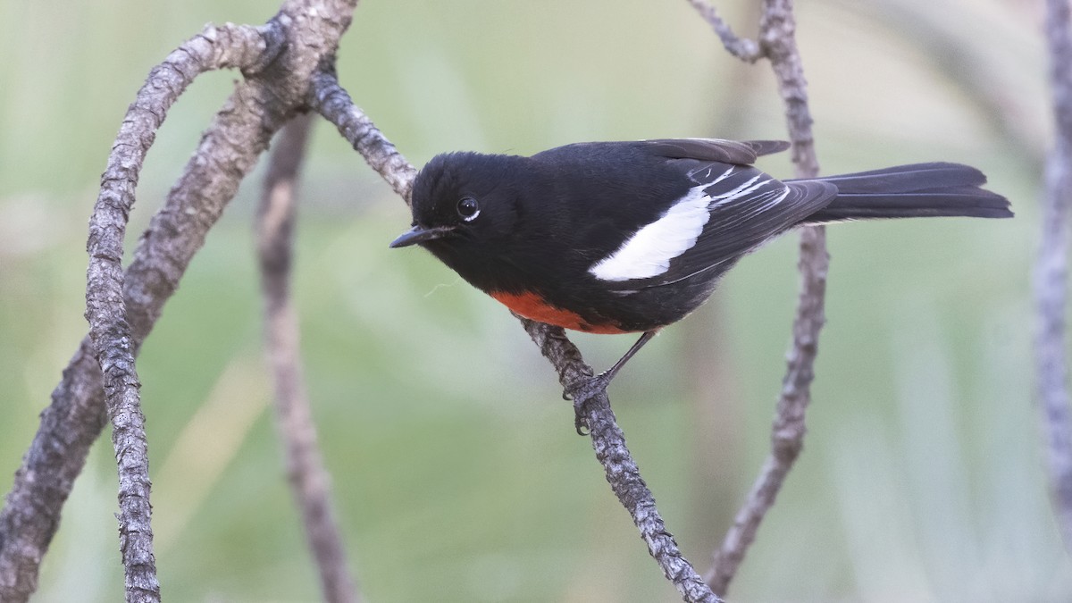 Painted Redstart - ML250387571