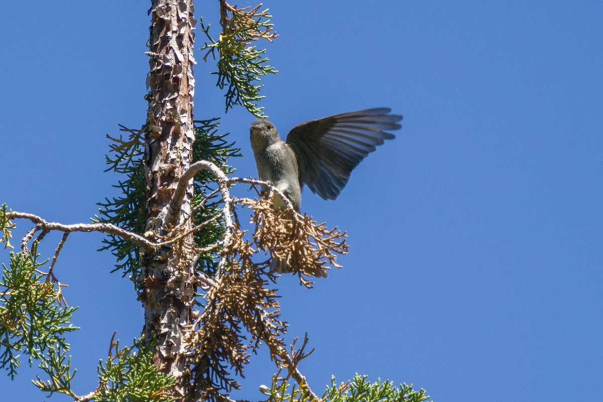 Olive-sided Flycatcher - ML250388081