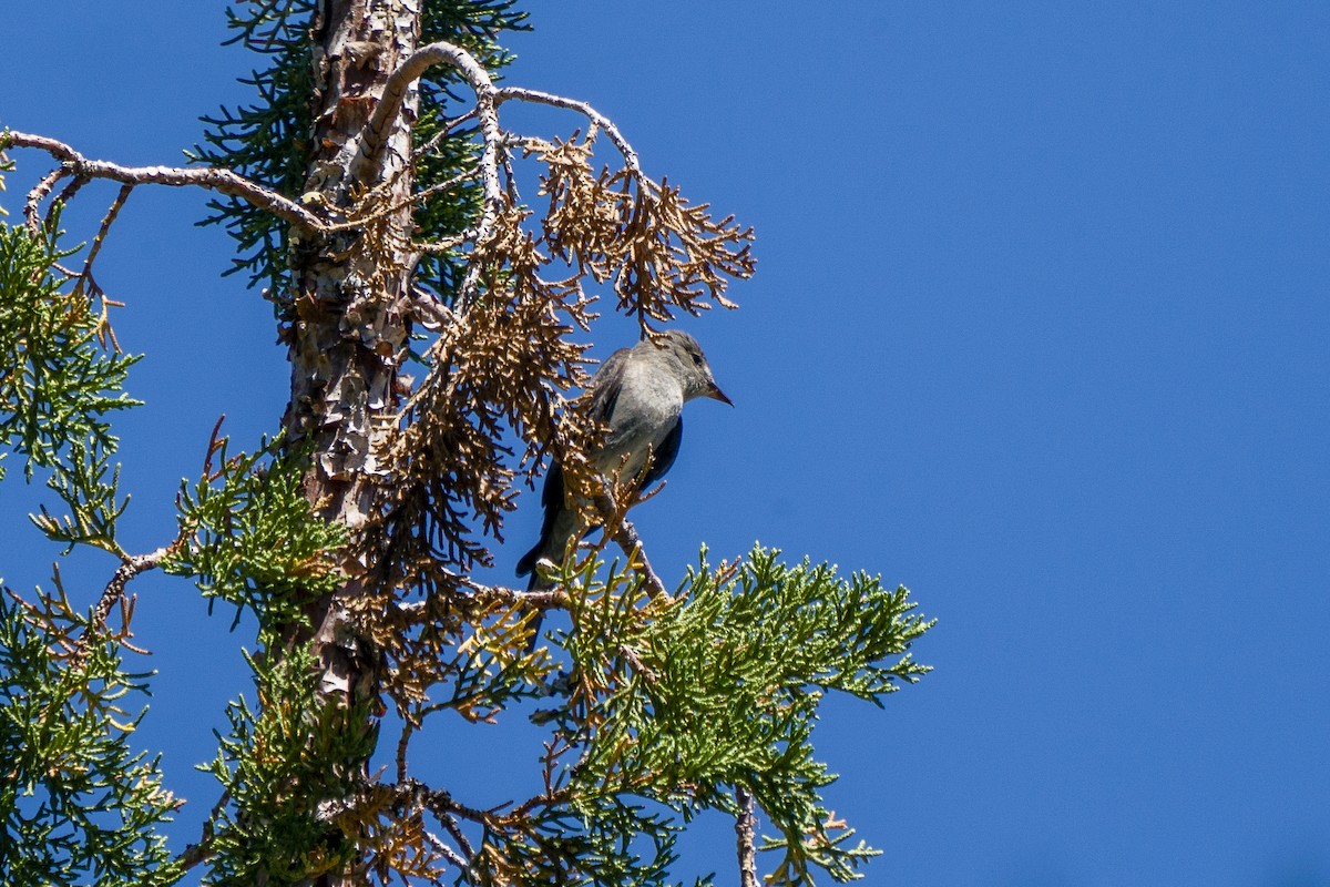 Olive-sided Flycatcher - ML250388121