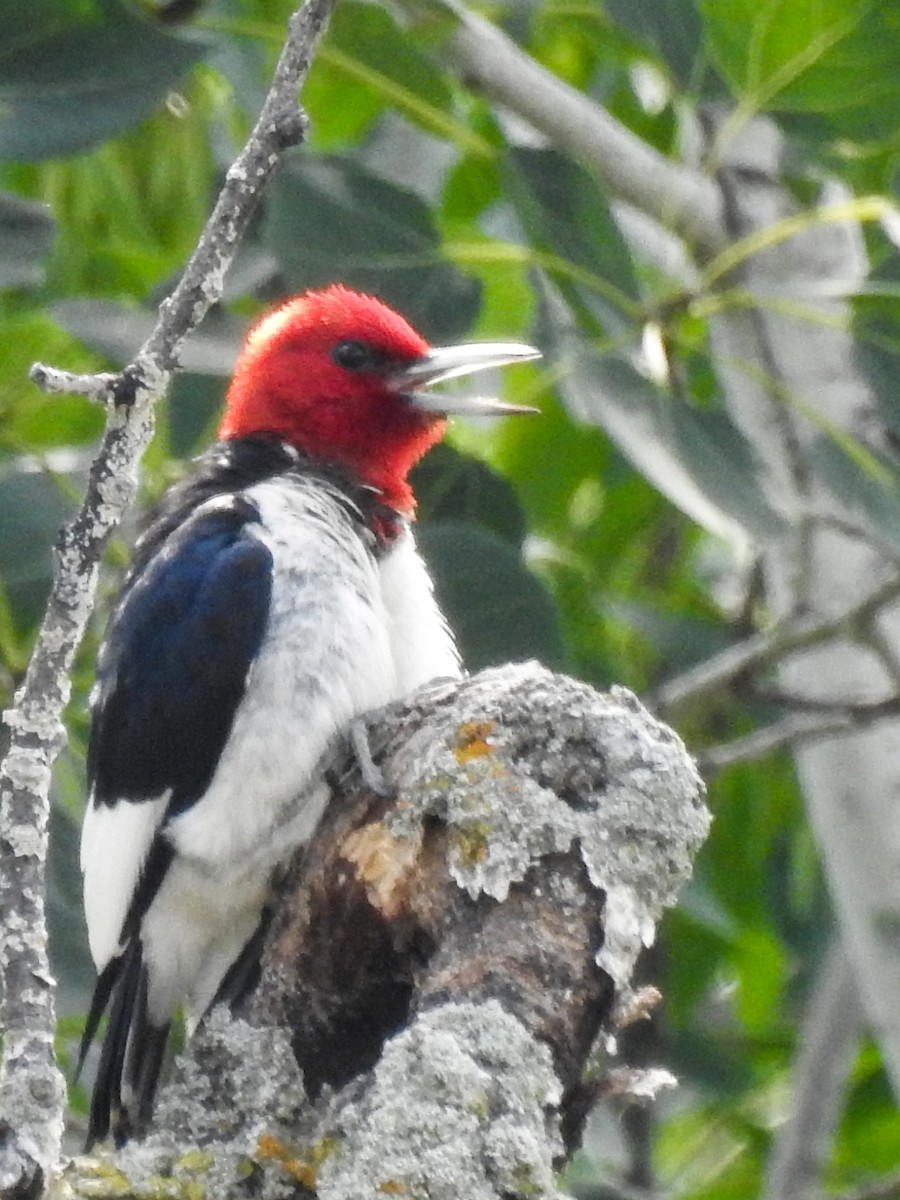 Red-headed Woodpecker - Carolyn Sebestyen