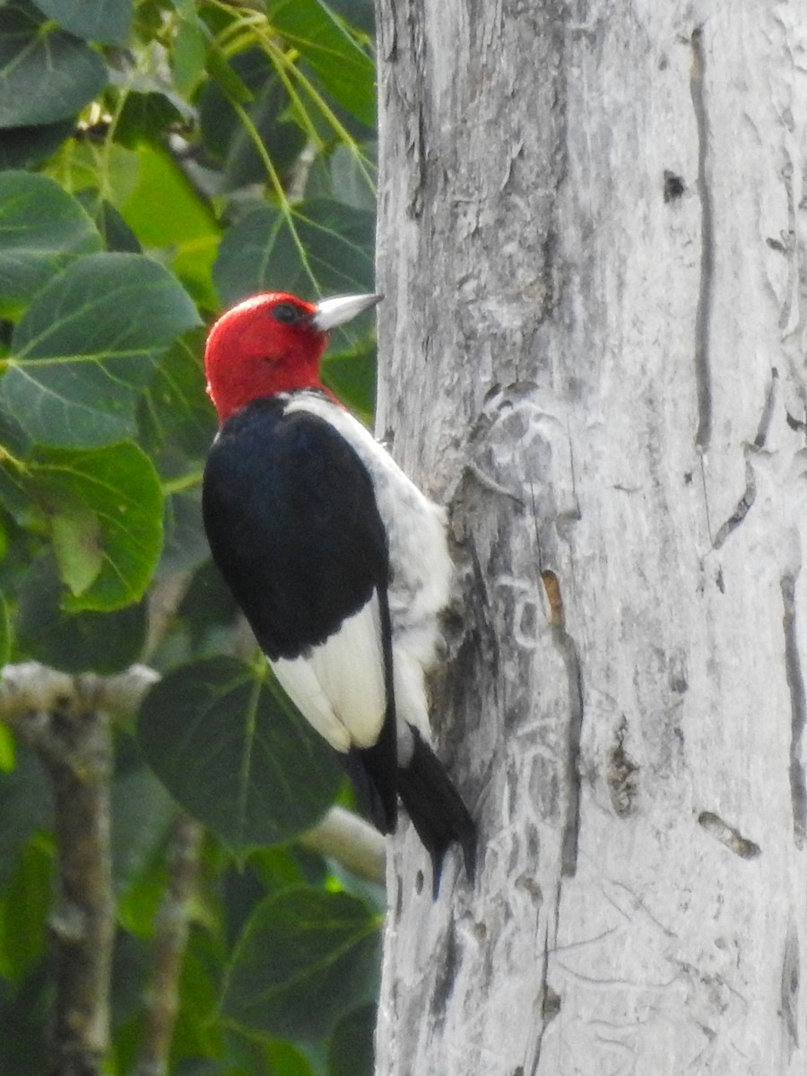 Red-headed Woodpecker - Carolyn Sebestyen