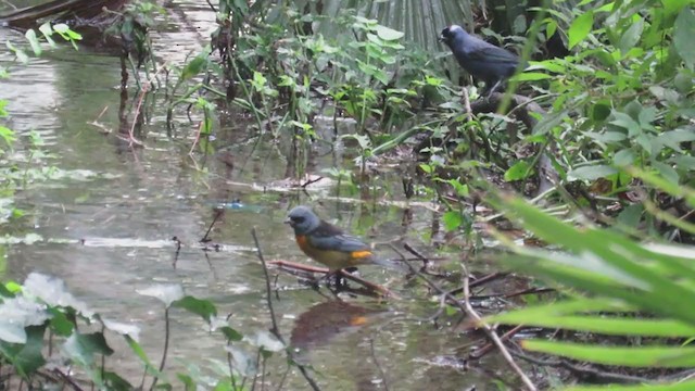 Diademed Tanager - ML250390671