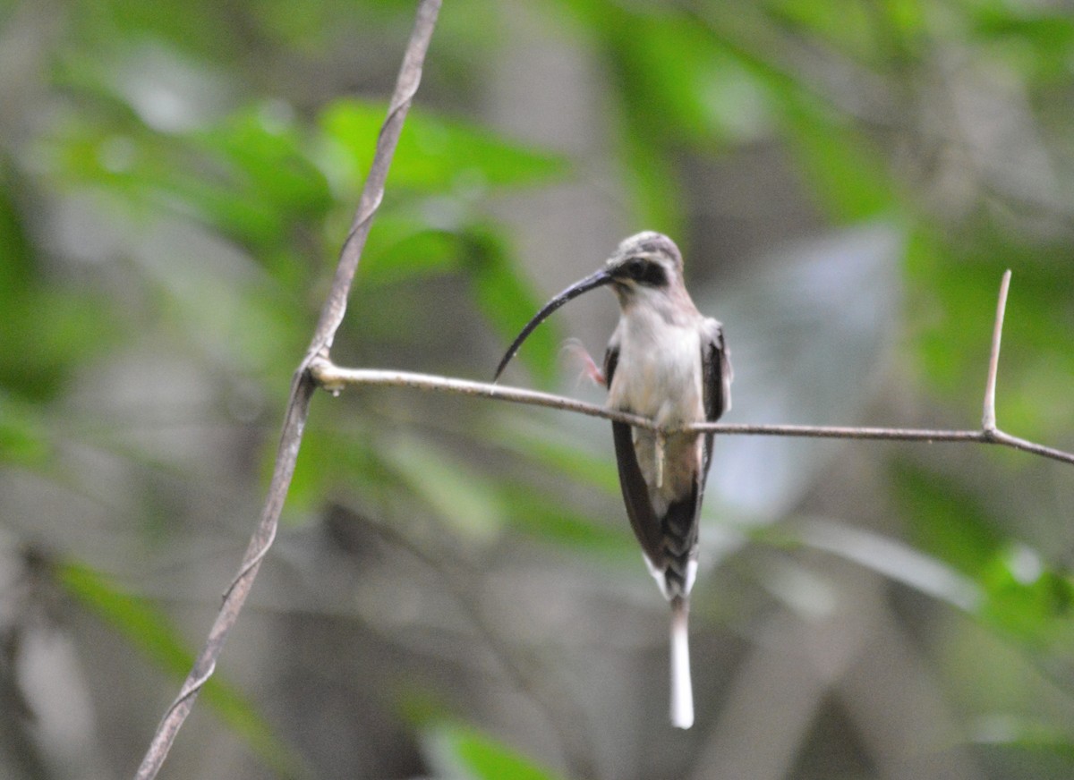Long-billed Hermit - Carlos Mancera (Tuxtla Birding Club)
