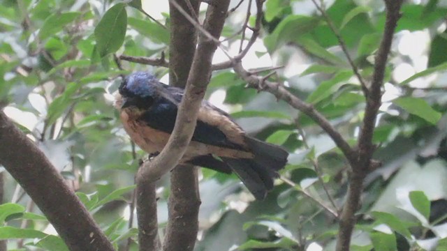 Fawn-breasted Tanager - ML250391041