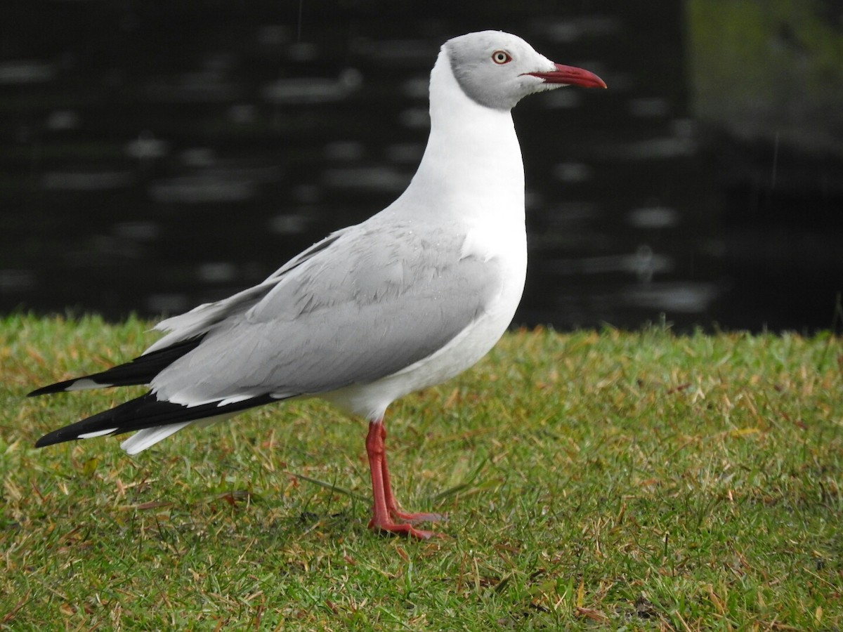 Gray-hooded Gull - ML250391551