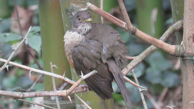 Rufous-bellied Thrush - ML250392121