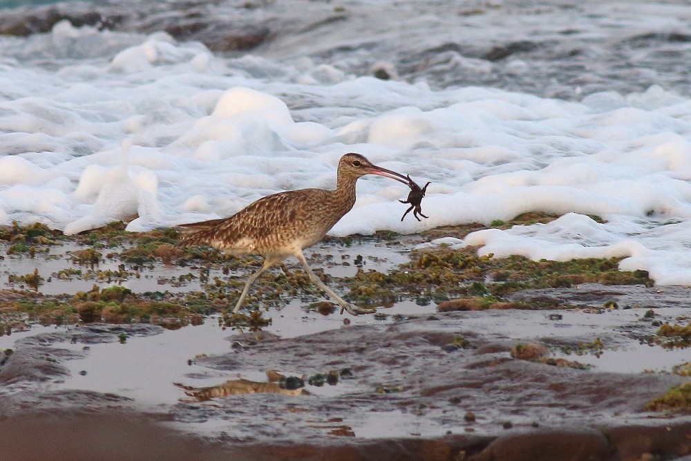 Whimbrel - ML25039241