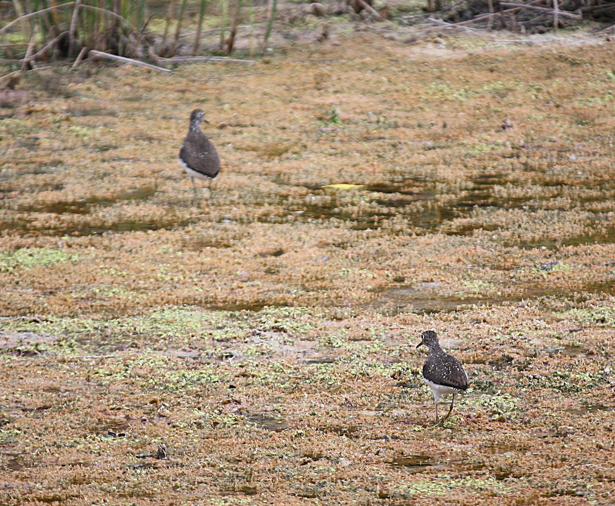 Solitary Sandpiper - ML250392411