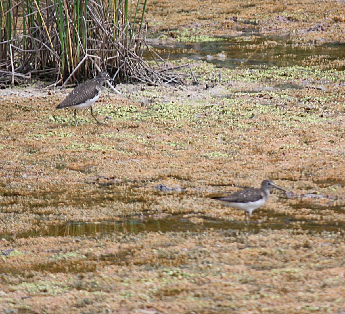 Solitary Sandpiper - ML250392461