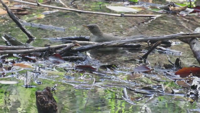 Creamy-bellied Thrush - ML250392501