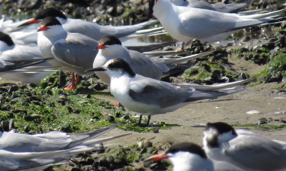 Arctic Tern - ML250392881