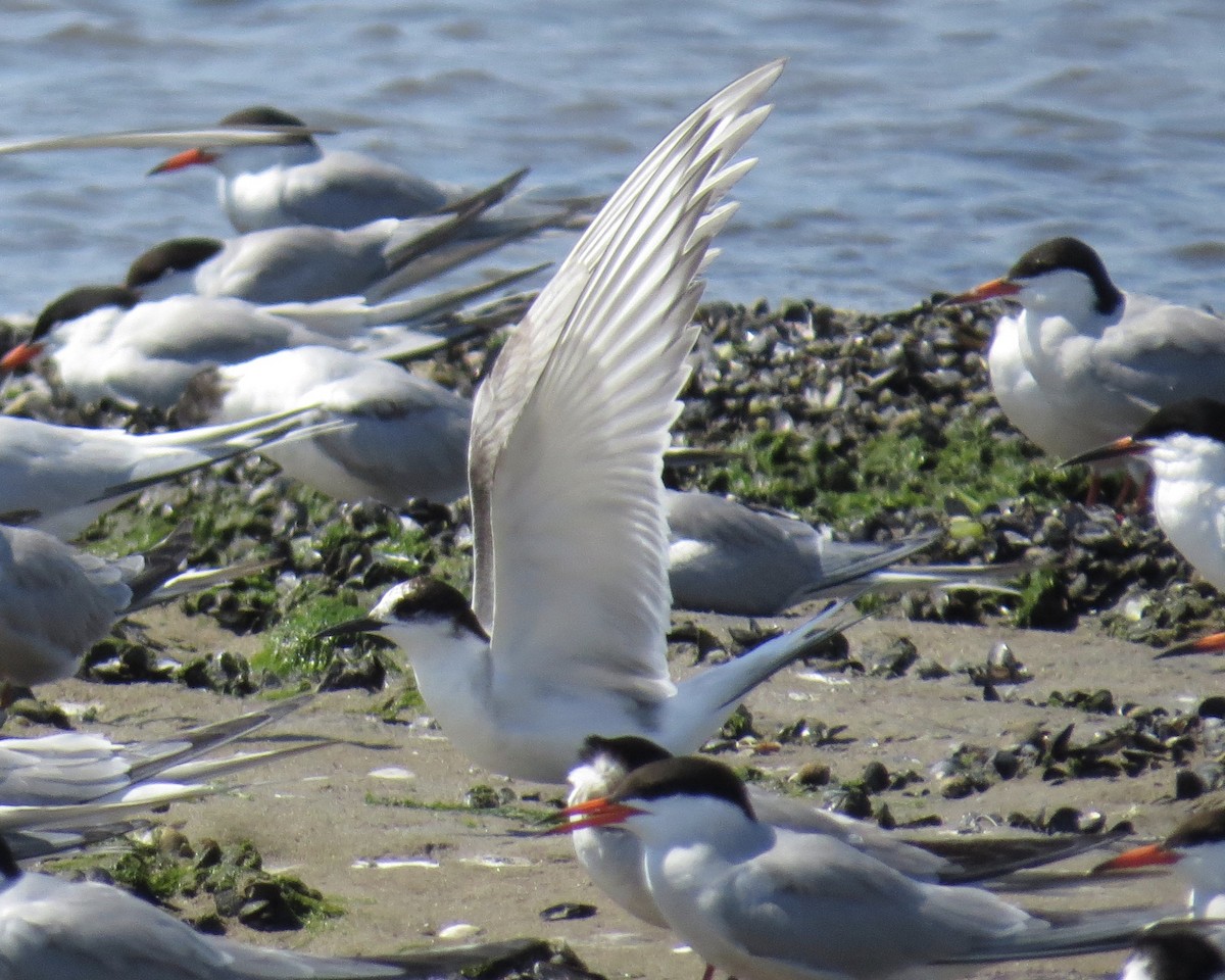 Arctic Tern - ML250392891