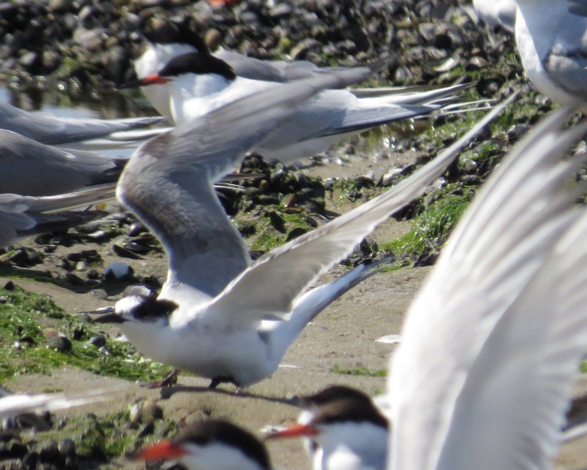 Arctic Tern - ML250392911