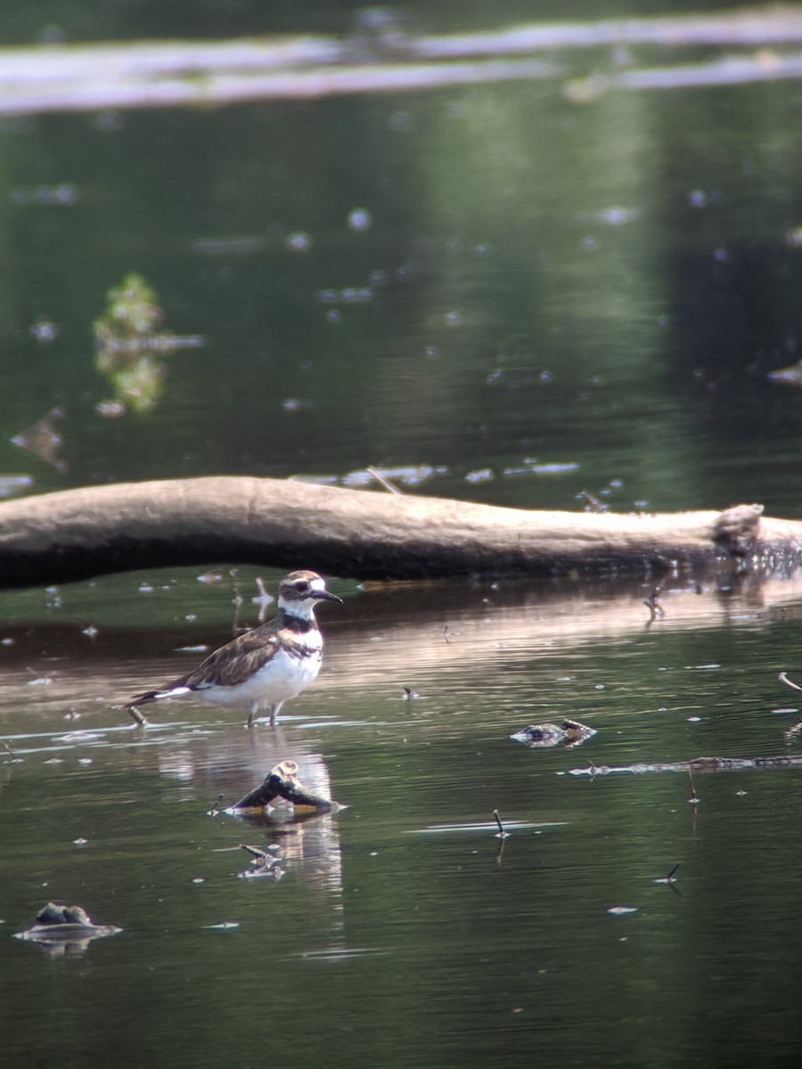 Killdeer - ML250393251