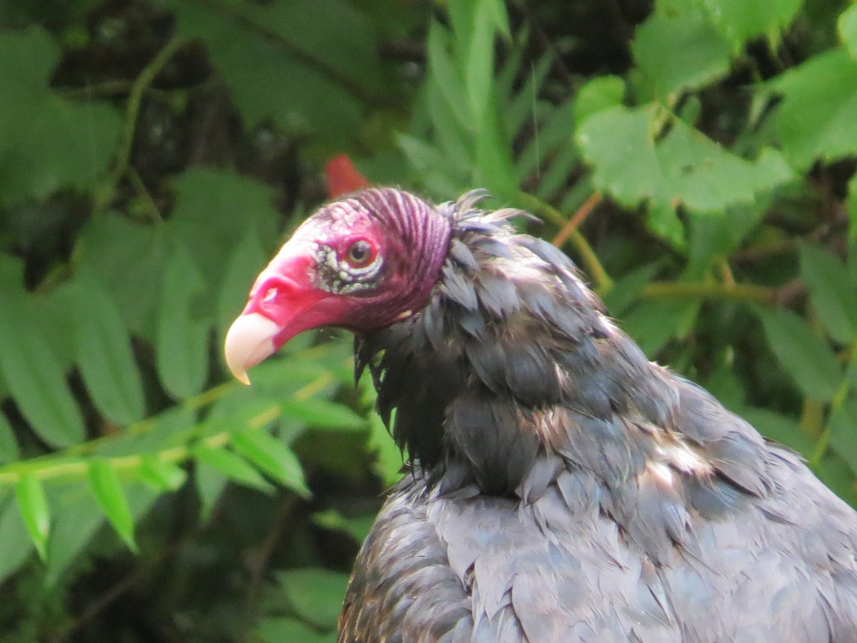 Turkey Vulture - ML250393311