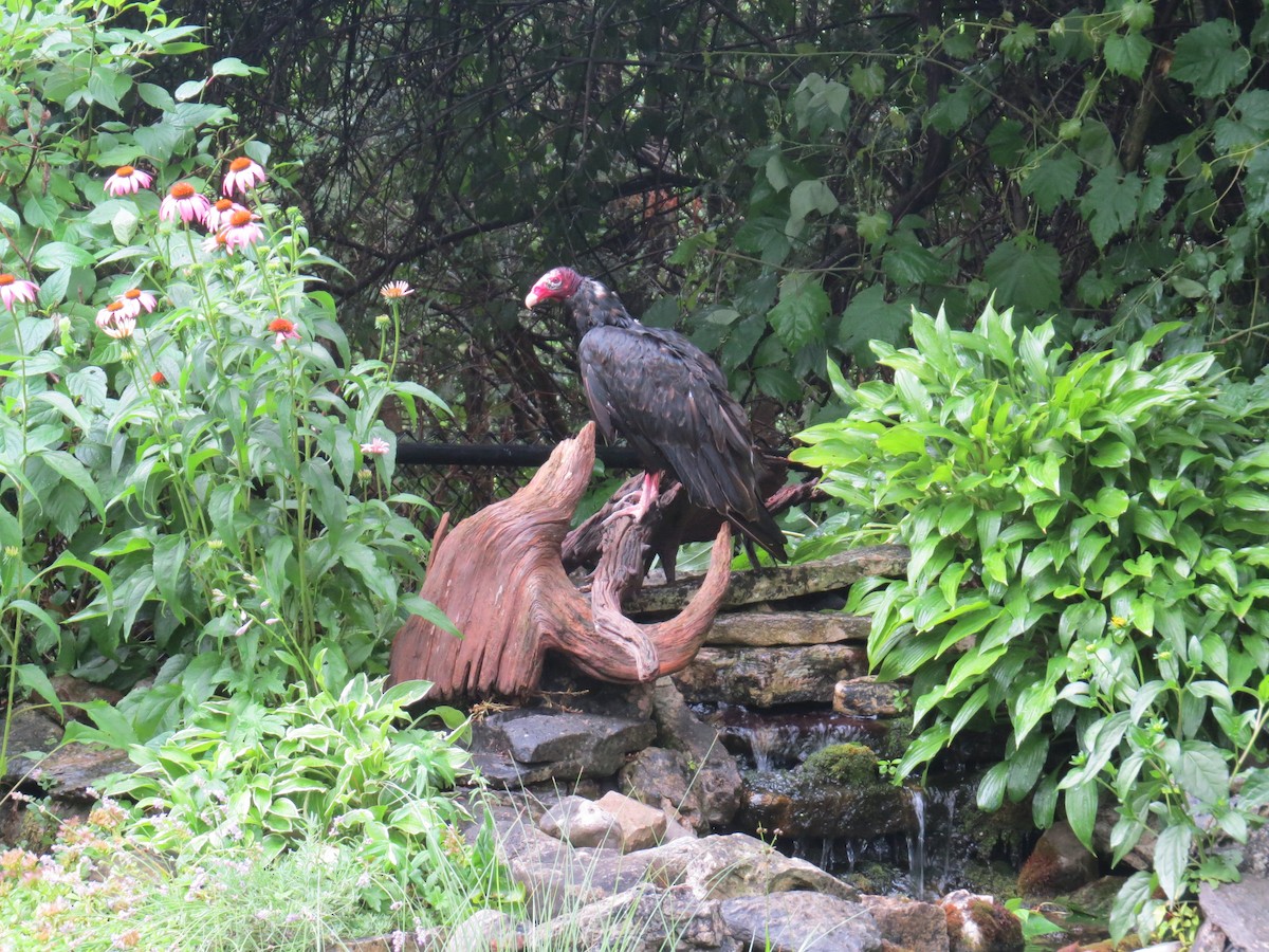 Turkey Vulture - ML250393351