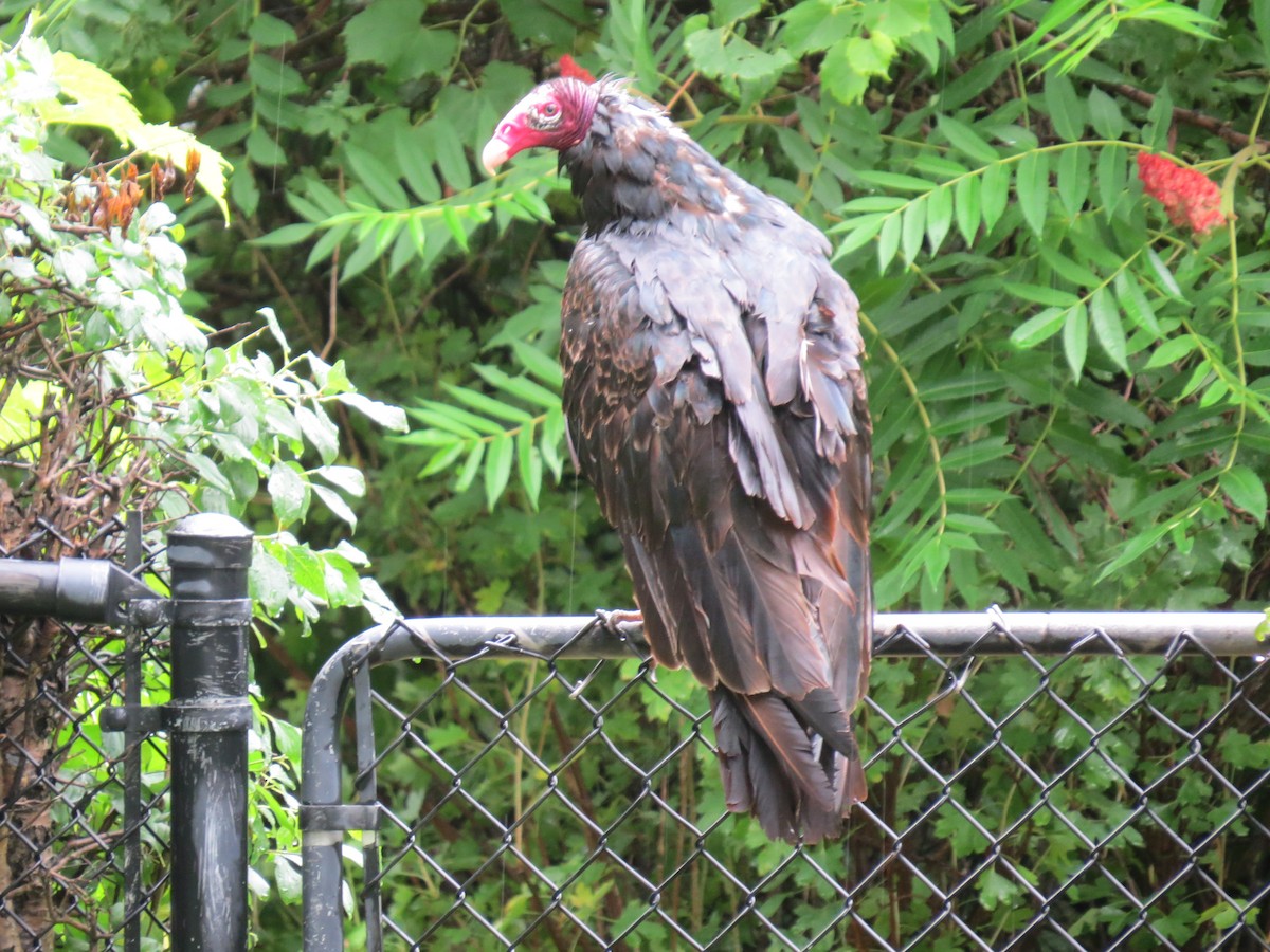 Turkey Vulture - ML250393371
