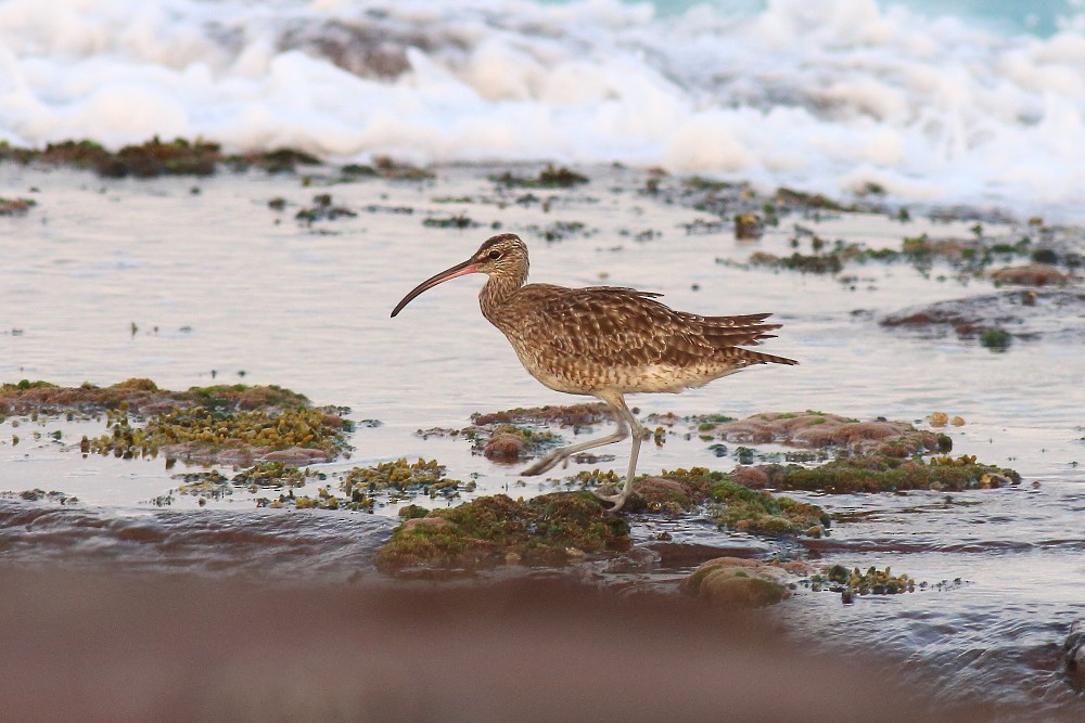 Whimbrel - ML25039381