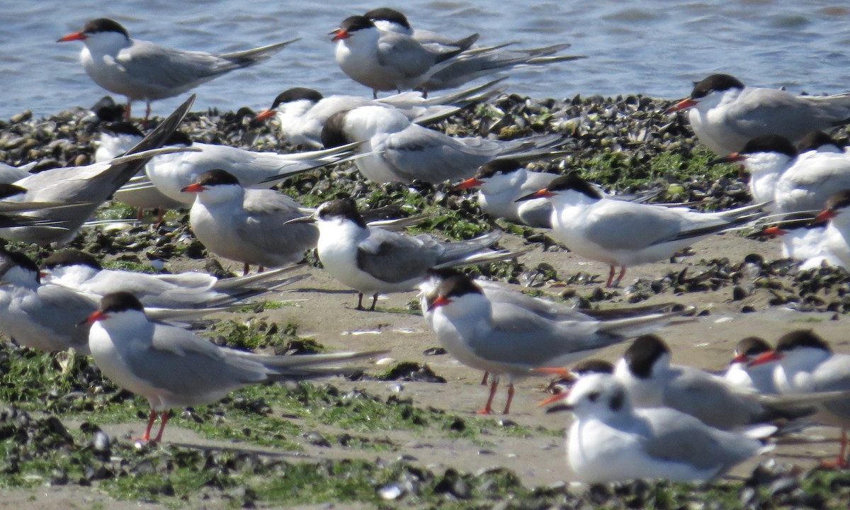 Roseate Tern - ML250395061