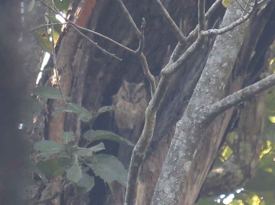 Collared Scops-Owl - ML250395431