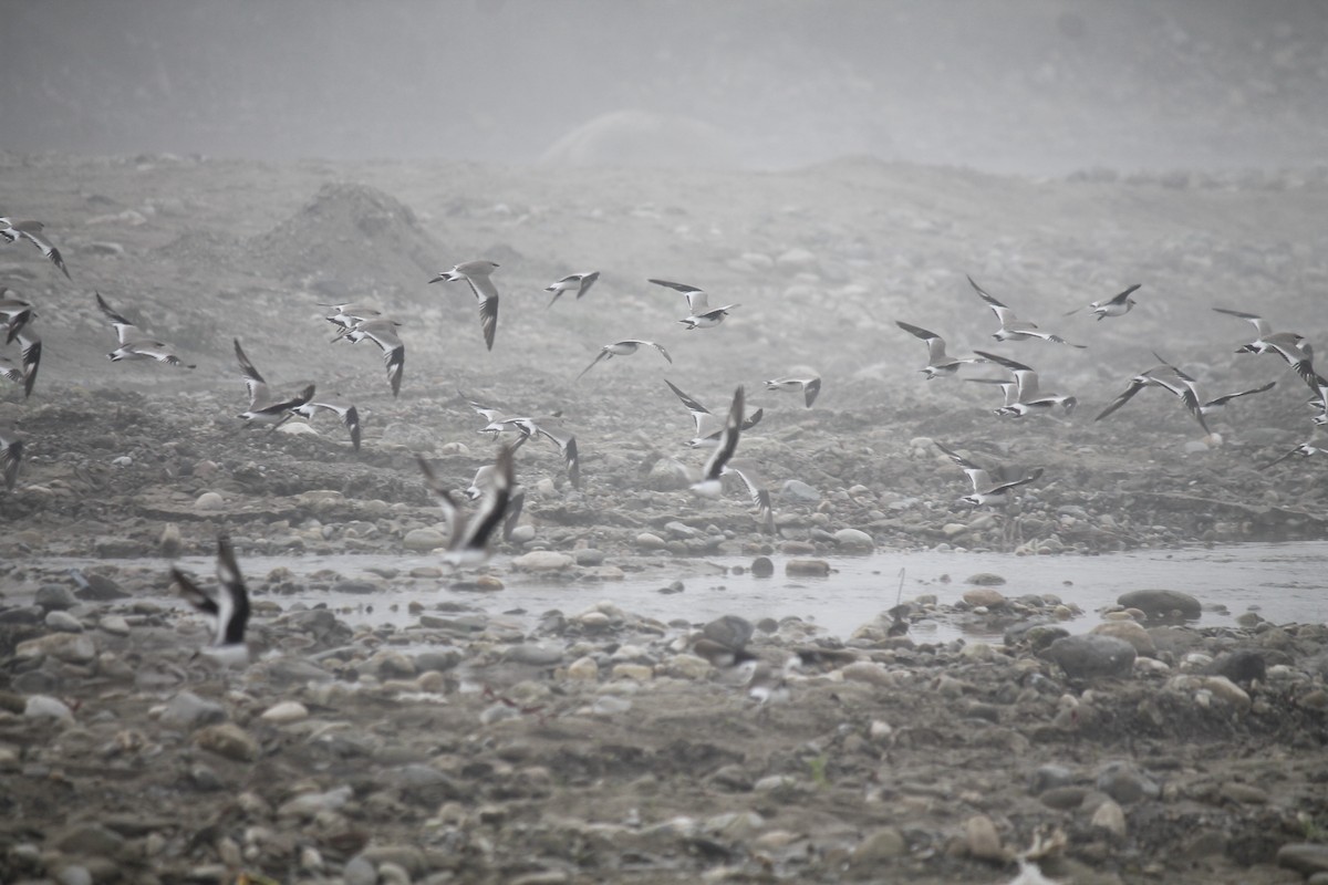 Small Pratincole - ML250397521