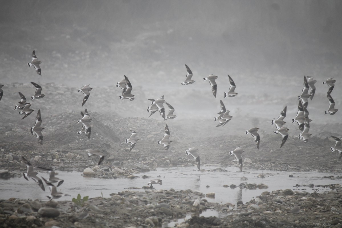 Small Pratincole - ML250397541