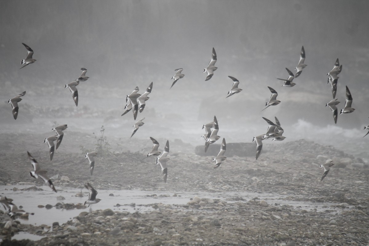 Small Pratincole - ML250397551