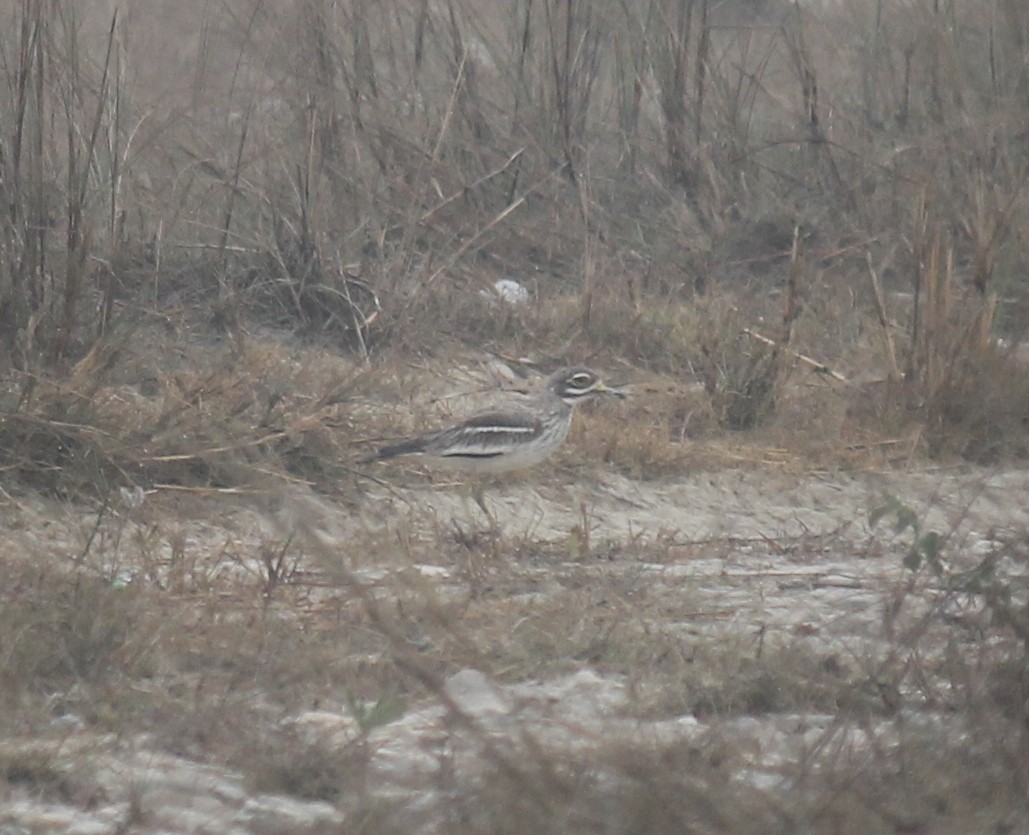 Indian Thick-knee - ML250397611