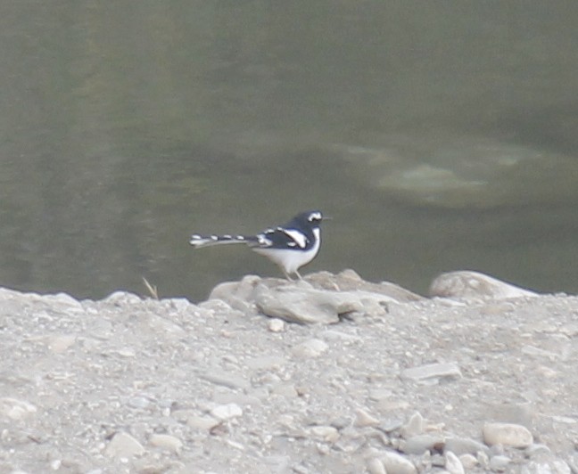 Black-backed Forktail - ML250397791