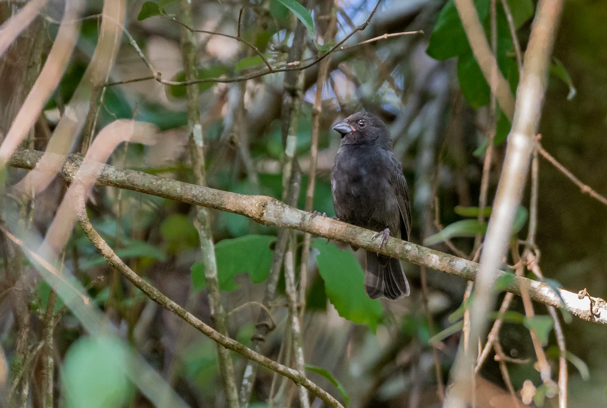 Sooty Grassquit - Giovan Alex