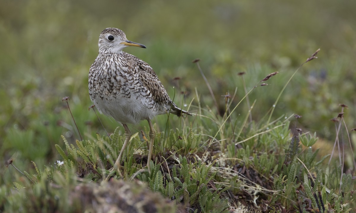 Upland Sandpiper - Zak Pohlen
