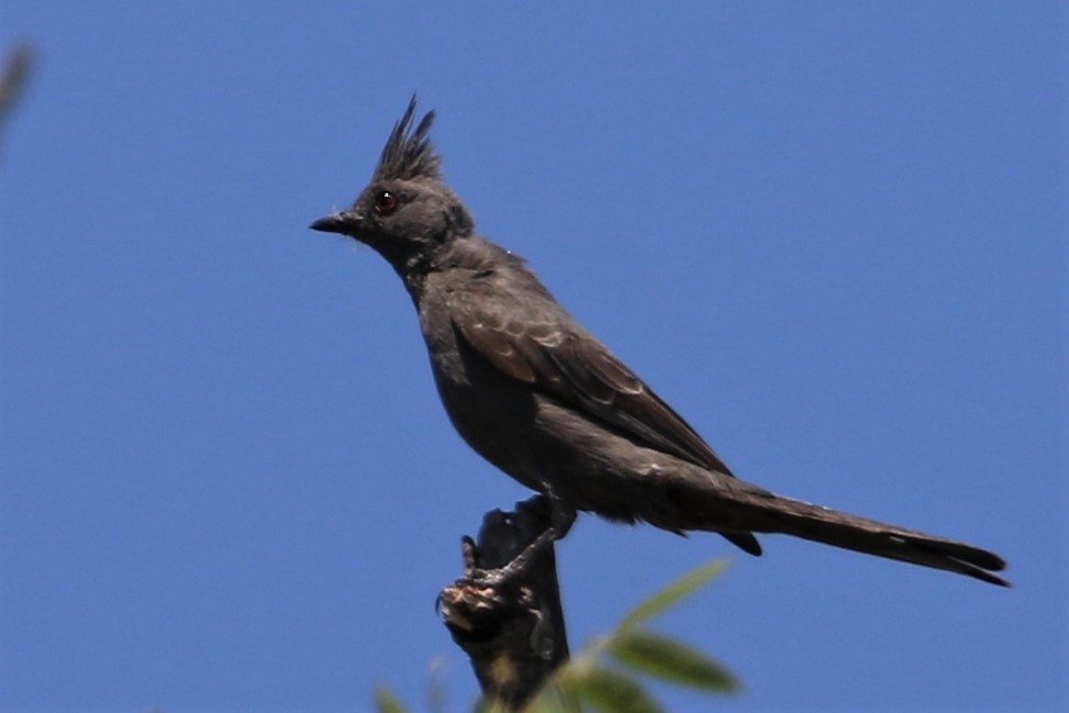 Phainopepla - Dennis Eckhart