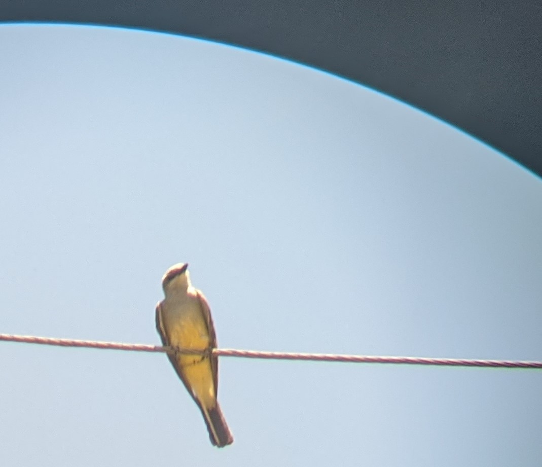 Cassin's Kingbird - Brian Turner