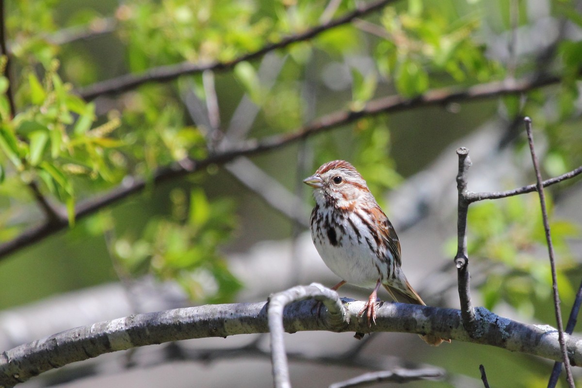 Song Sparrow - ML25040321