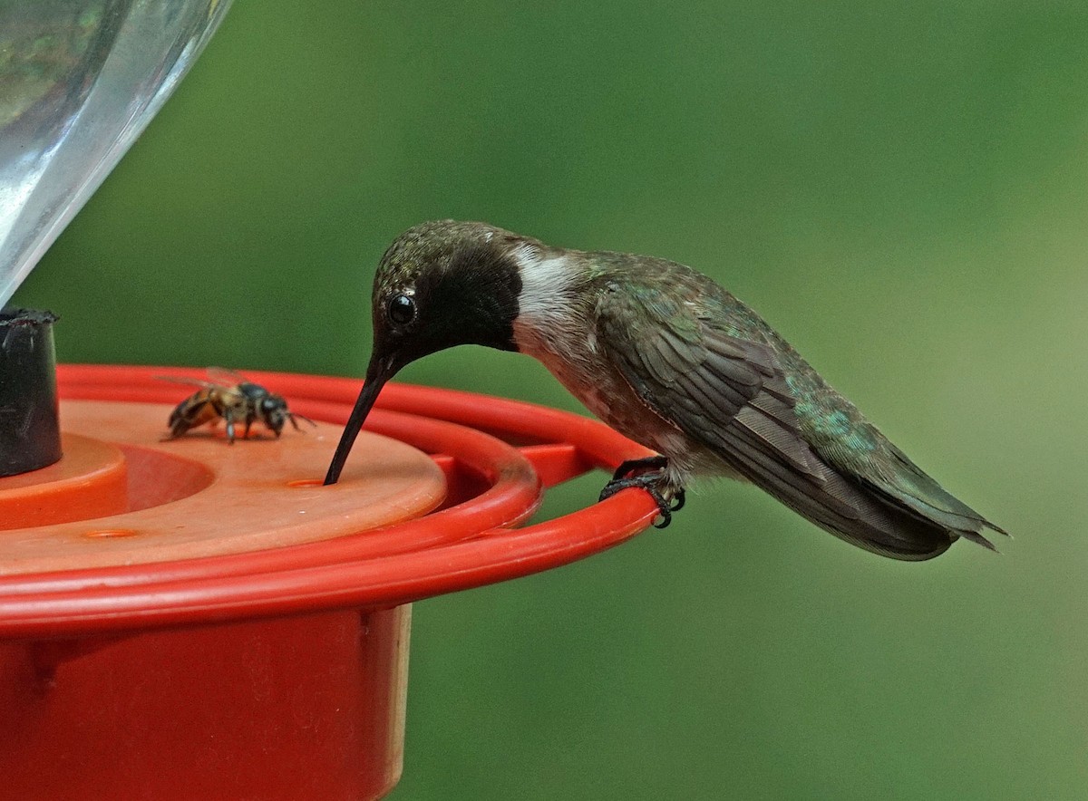 Black-chinned Hummingbird - ML250404531