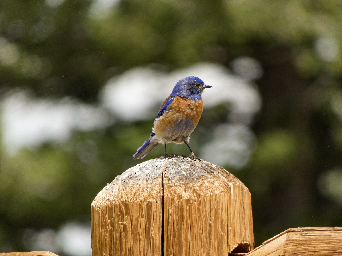 Western Bluebird - ML250405571