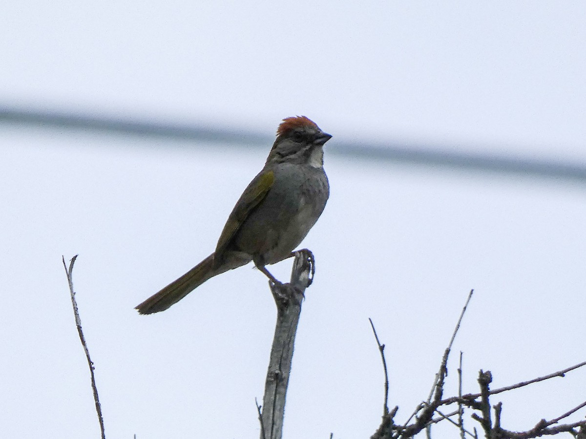 Green-tailed Towhee - ML250405641